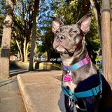 Entry image for Millie