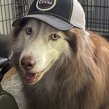 Entry image for Balto