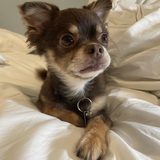 Entry image for Merit