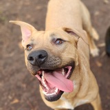 Entry image for Mr. Bo Jangles