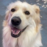 Entry image for Bear