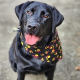 Entry image for Maggie May