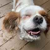 Entry image for Dolly