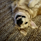 Entry image for Sadie