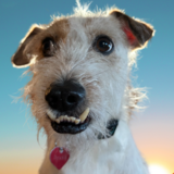 Entry image for Picasso