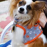 Entry image for Alfie