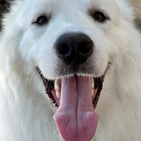 Entry image for Spencer Tracy