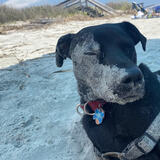 Entry image for Bentley