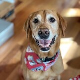 Entry image for Harrison (Harry)