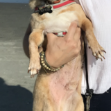 Entry image for Oscar