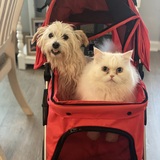 Entry image for Sadie & Belle