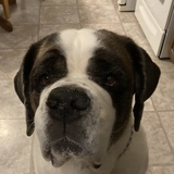 Entry image for Jazmine