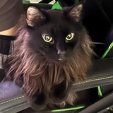 Entry image for Salem