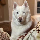 Entry image for Kasper