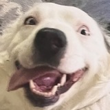 Entry image for Lillie McGibbons