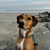 Entry image for Cooper