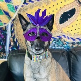 Entry image for Sapper