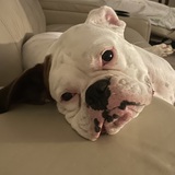 Entry image for Daisy