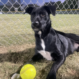 Entry image for Allie