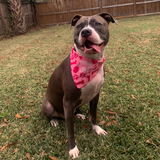 Entry image for Willa