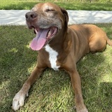 Entry image for Hershey