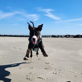 Entry image for Phoebe