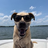 Entry image for Hank