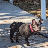 Entry image for Tallulah