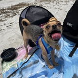 Entry image for Gimli