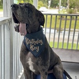 Entry image for Sarge