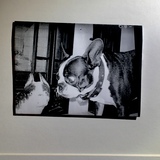 Entry image for Jenny