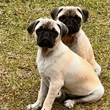 Entry image for Blu and Hardy