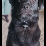 Entry image for Willie F. Nelson