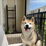 Entry image for Scout