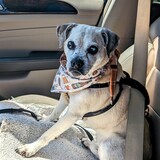 Entry image for Rocky 