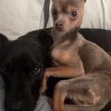 Entry image for Han & Lando