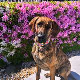 Entry image for Clyde