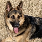 Entry image for Maverick