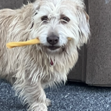 Entry image for Barney