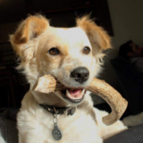 Entry image for Freckles