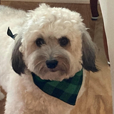 Entry image for Teddy