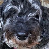 Entry image for Callie