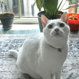 Entry image for Kirby