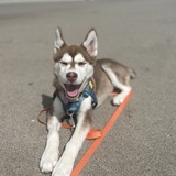 Entry image for Daisy