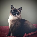 Entry image for Josie Williams 