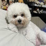 Entry image for Pascal