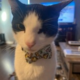 Entry image for Left-Eye 