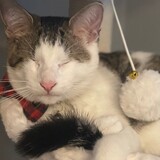 Entry image for Velcro