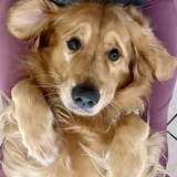 Entry image for Bucky