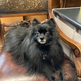 Entry image for Jasper (aka Cujo)